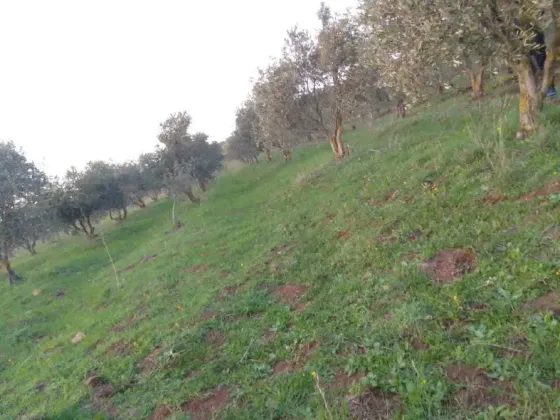 ارض بريف حمص الغربي/بلقسة حمص