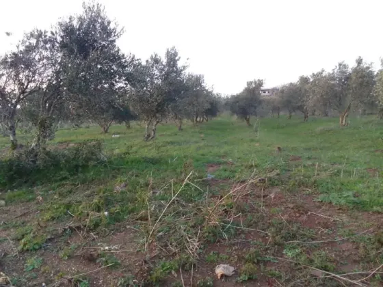 ارض بريف حمص الغربي/بلقسة حمص