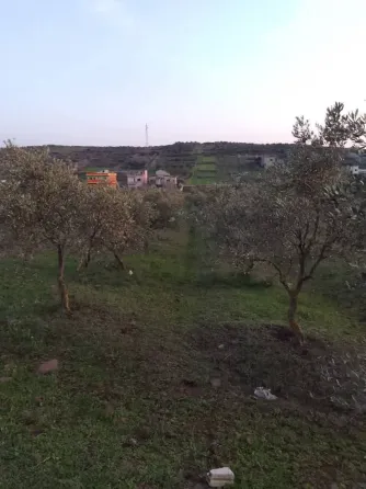 ارض بريف حمص الغربي/بلقسة حمص
