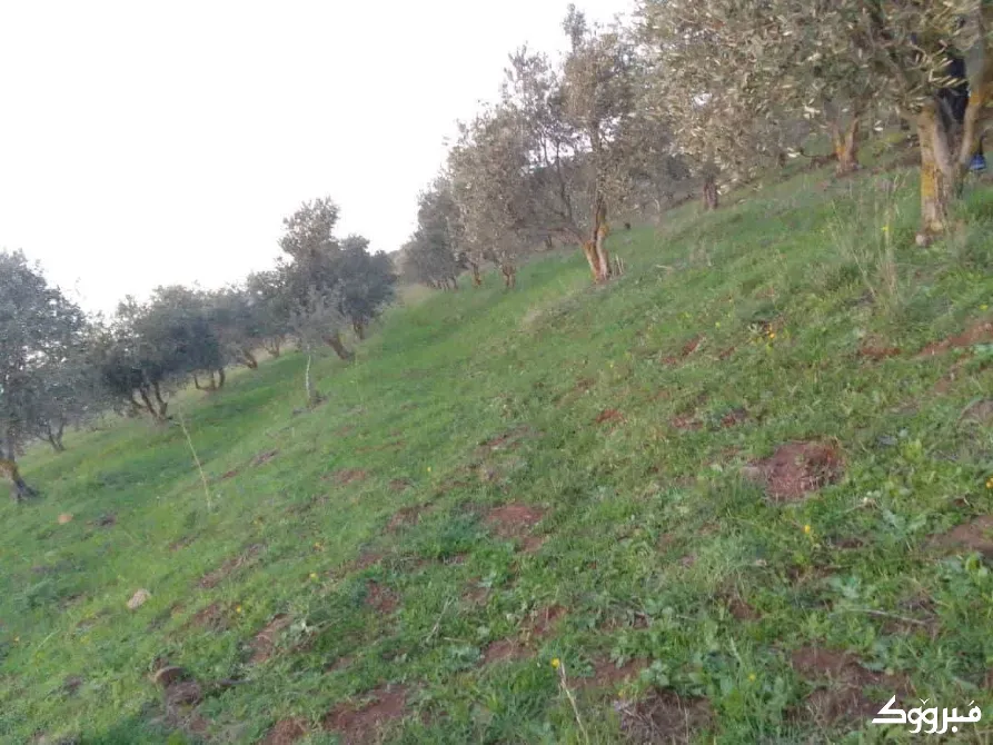 ارض بريف حمص الغربي/بلقسة حمص - الصورة 3