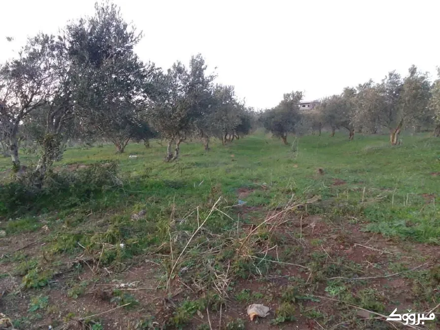 ارض بريف حمص الغربي/بلقسة حمص - الصورة 2