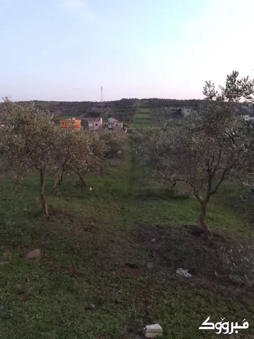 ارض بريف حمص الغربي/بلقسة حمص - الصورة 1