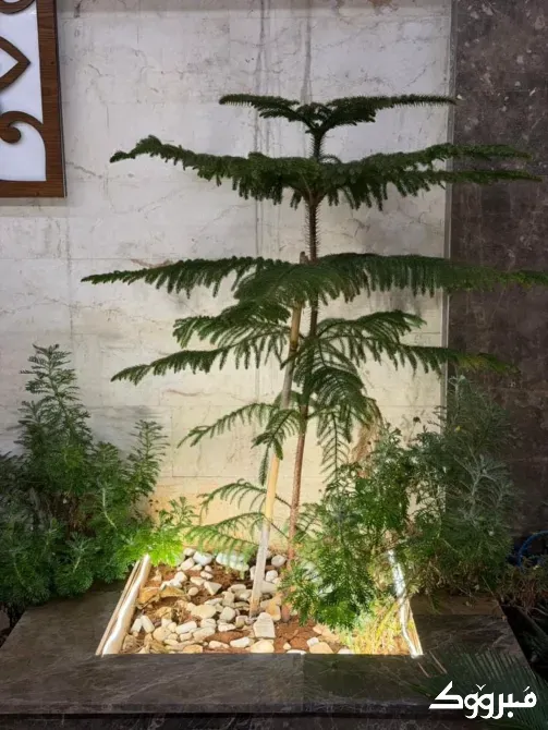 شقة ارضية للبيع///ضاحية قدسيا بالقرب من مدرسة التألق دمشق - الصورة 7