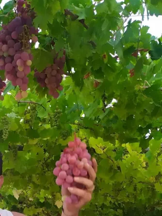 بيت ارضي (عربي) للبيع// طرطوس طرطوس