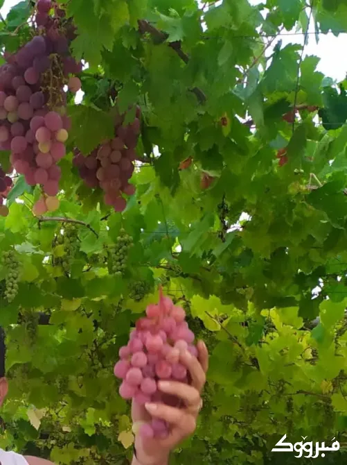 بيت ارضي (عربي) للبيع// طرطوس طرطوس - الصورة 3