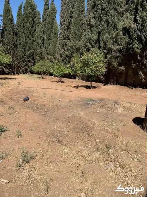 فيلا للبيع//صحنايا دمشق - الصورة 12